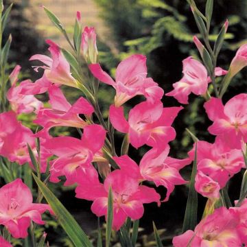 Gladioli Charming Lady