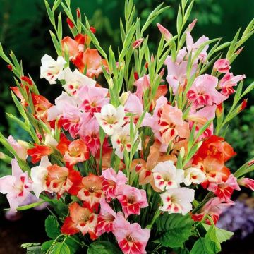 Gladioli nanus Mixture