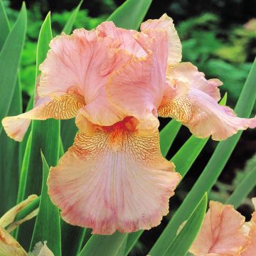 Iris barbata Pink Dust