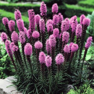 Liatris Spicata Pink