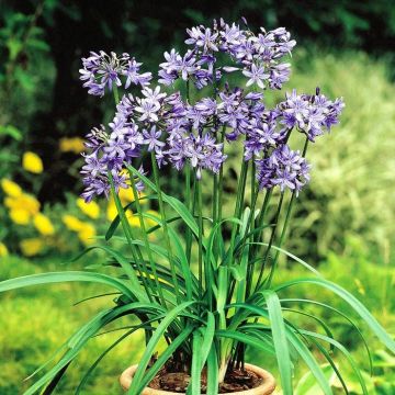 Agapanthus Nile Lily Blue