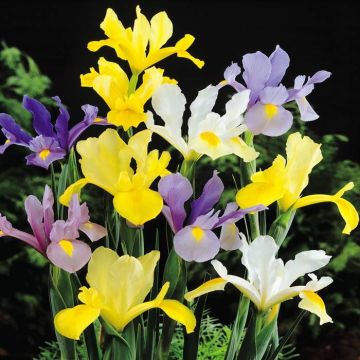 Iris hollandica  Dutch Iris Mix