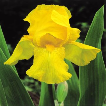 Iris Barbata Golden Eclipse