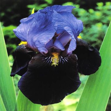 Iris barbata Purple Night