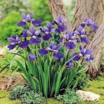 Iris Sibirica Blue Pendant