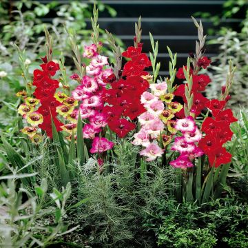 Gladioli butterfly Mix A