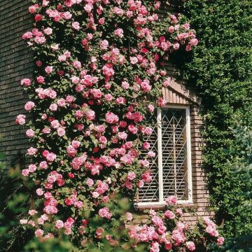 Climbing Rose Coral Dawn B