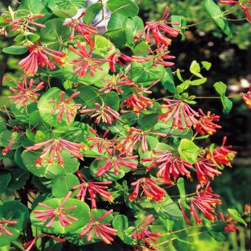 Lonicera Honeysuckle Red