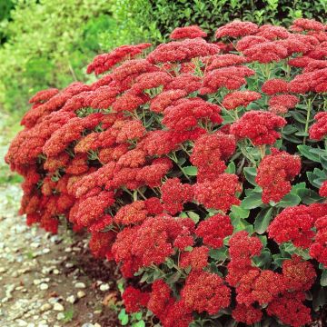 Sedum spectabillis 'brilliant'