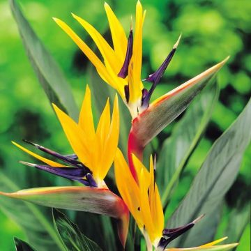 Strelitzia Bird of Paradise