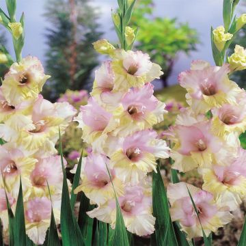 Gladioli Mon Amour