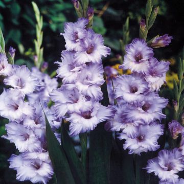 Gladioli Blue Frost