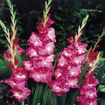 Gladioli Rose Laguna