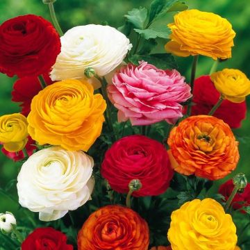 Ranunculus asiaticus mix