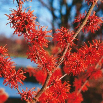 Hamamelis Diana Red