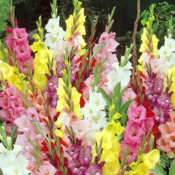 Gladioli Mix