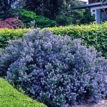 Ceanothus Blue