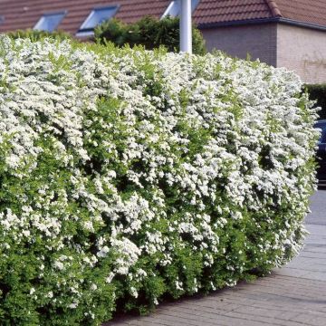 Spiraea arguta Hedge