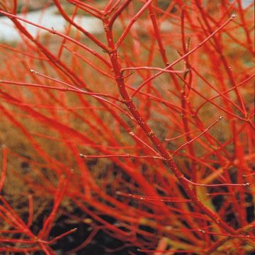 Cornus alba siberica