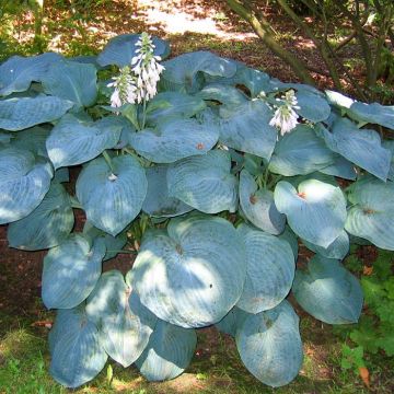 Hosta sieboldiana elegance