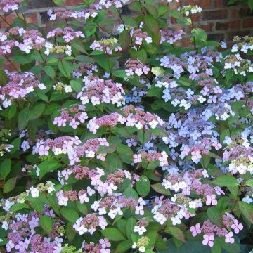 Hydrangea serata Blue Bird