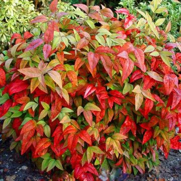 Nandina domestica 'Firepower'