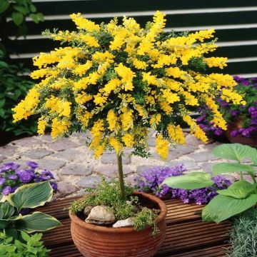 Standard Cytisus Golden