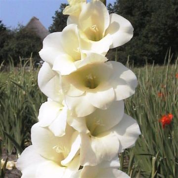 Gladioli Large Flowering White