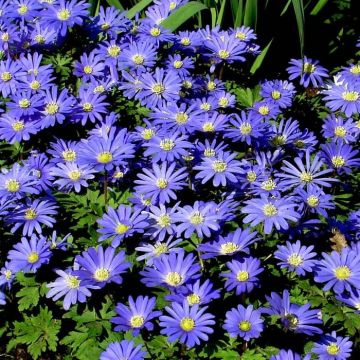 Anemone Blanda Blue