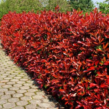 Photinia fraseri 'Red Robin'