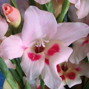 Gladioli Elvira