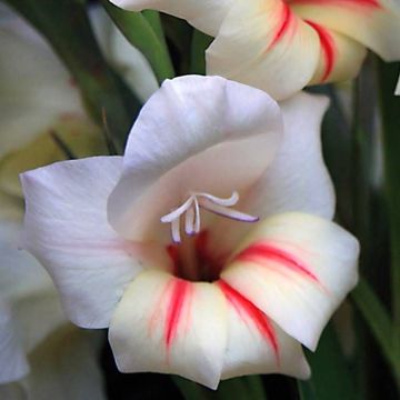 Gladioli Halley