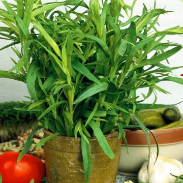 3 1060 Tarragon picture