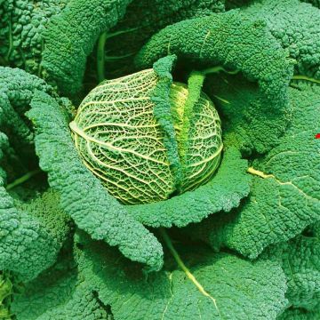 1 2307 Savoy Cabbage