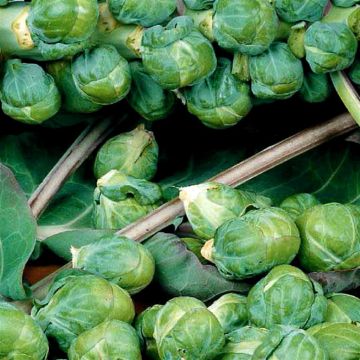 1 2335 Brussels Sprouts