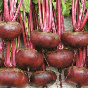 2 2100 Beetroot