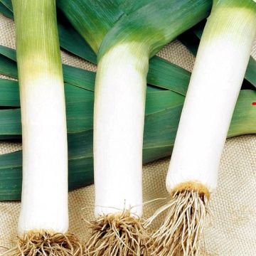 2 2515 Leeks