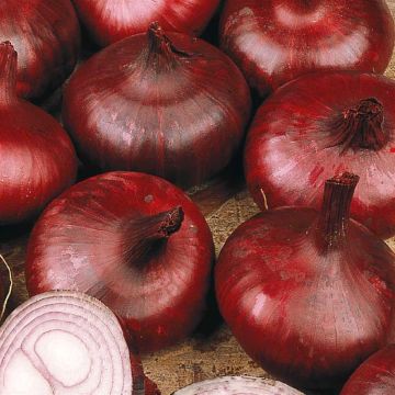 3 2890 Red Onions