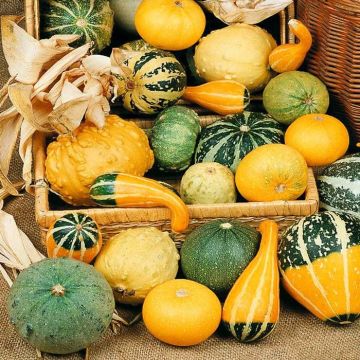 1 4230 Ornamental Gourds