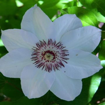 Clematis Miss Bateman