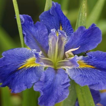 Iris louisiana All Agaze