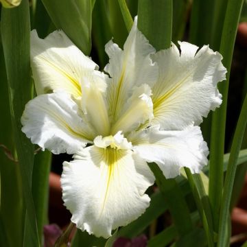 Iris louisiana White Umbrella