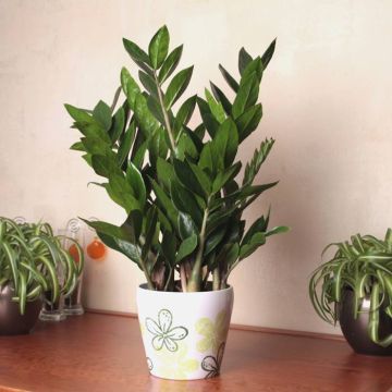 Zamioculcas zamiifolia 14cm Pot