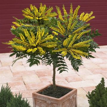 Mahonia stam1