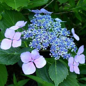 hydrangea mariesii perfecta