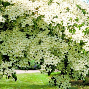 Cornus kausa