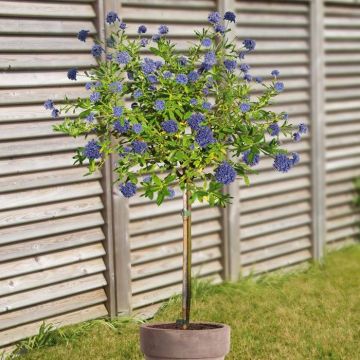 Standard Ceanothus v2