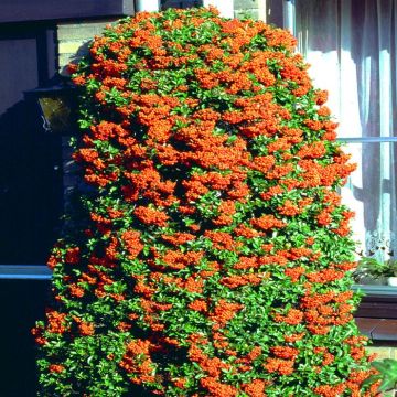 Pyracantha Vuurdoorn