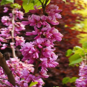 Cercis siliquastrum flower detail