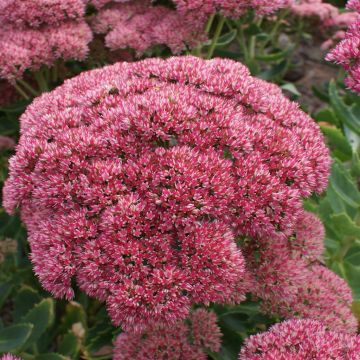 Sedum Herbstfreude 02